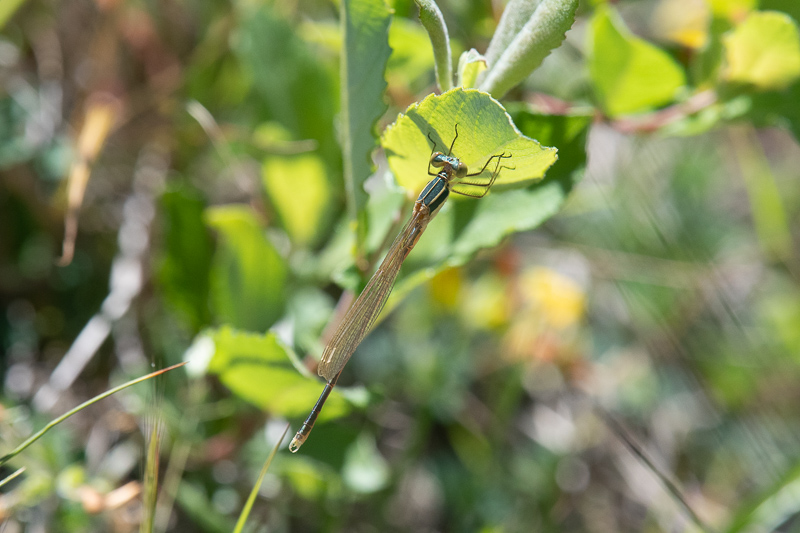 Southern Emerald Damselfly